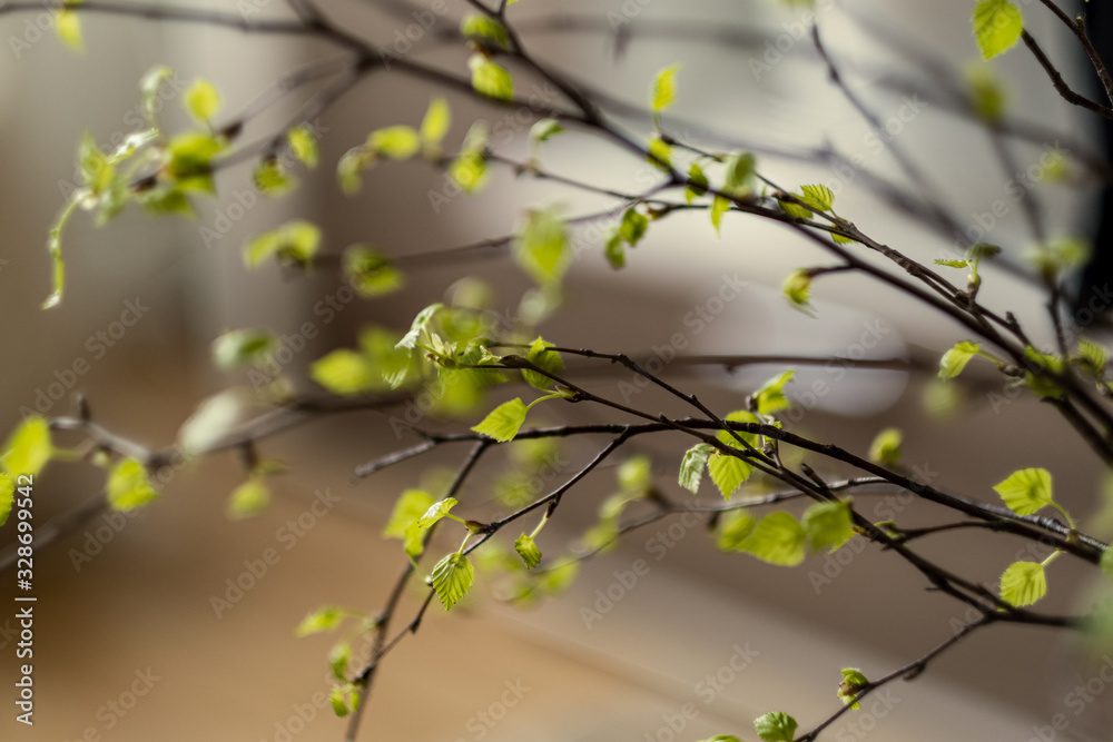 fresh green birch tree leaves and branches fresh green birch tree leaves and branches