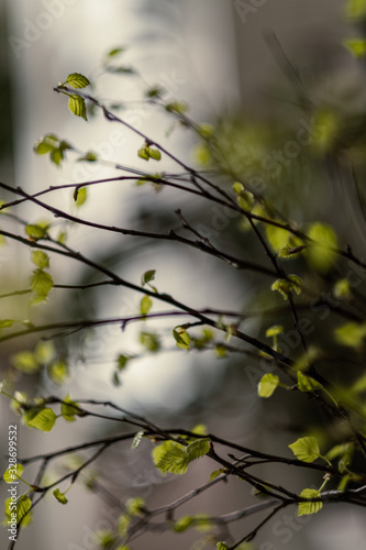 fresh green birch tree leaves and branches © Martins Vanags