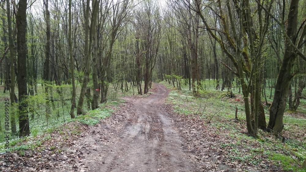 Fototapeta premium road in the forest hills