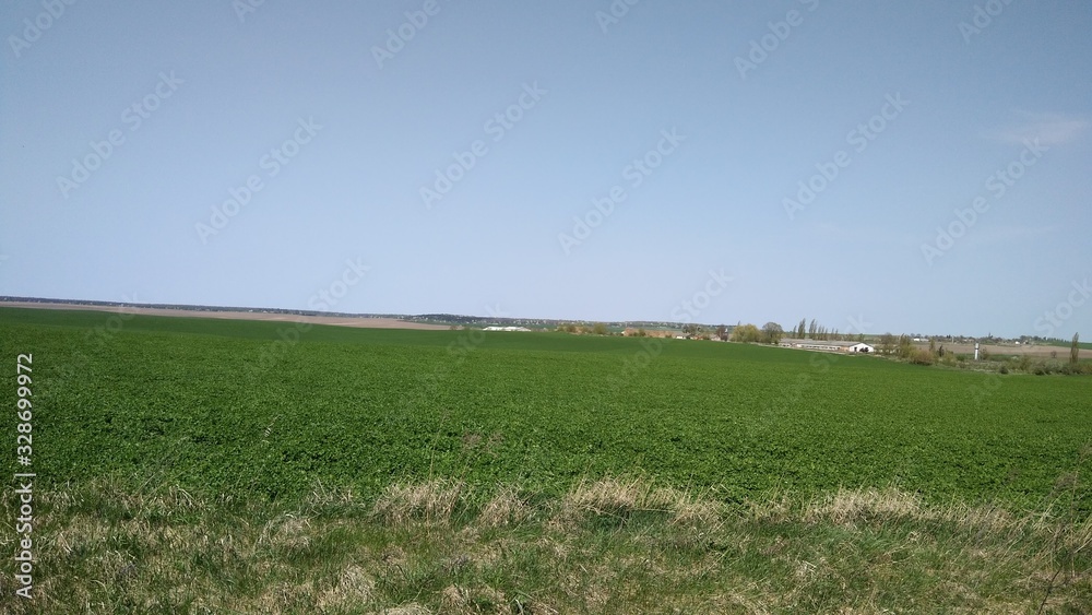 Fototapeta premium green field of grass and blue sky