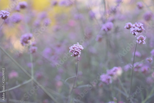 beautiful verbena flowers made with color filters  Soft focus  Background 