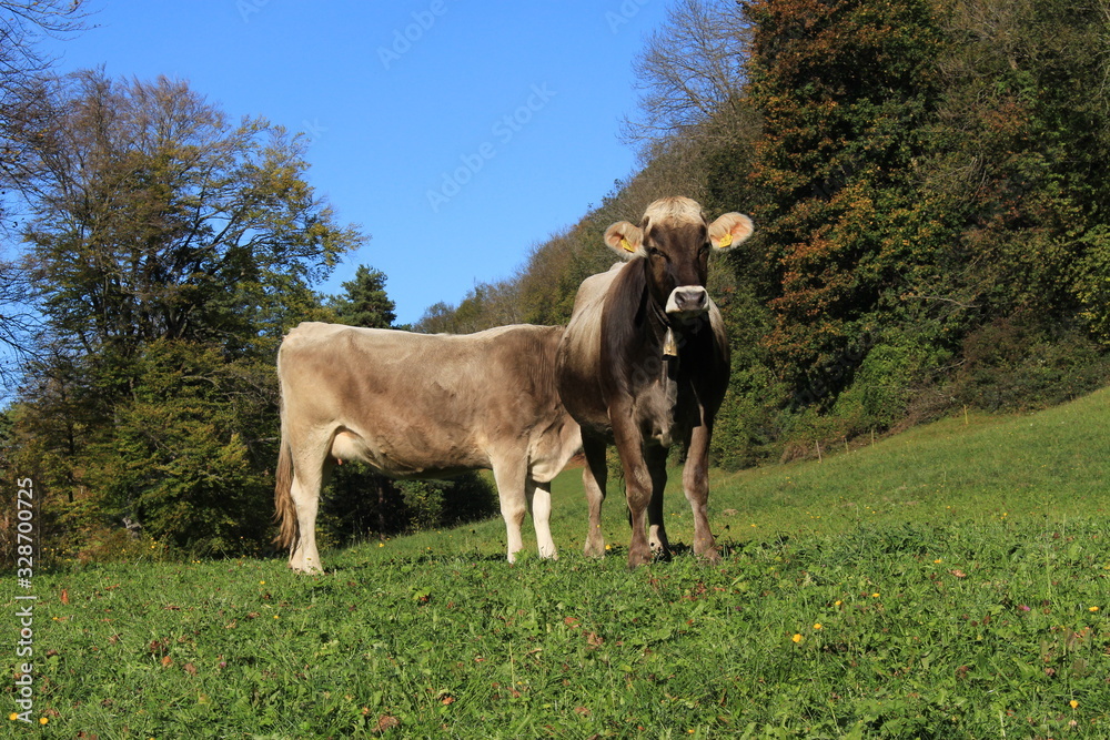 Cows with bells on green meadow in a sunny day in Liechtenstein, Europe. Cows with bells on green meadow in a sunny day in Liechtenstein, Europe.