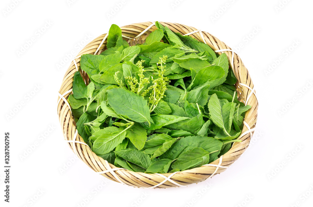 hot basil leaves medicament herb plant and favorite ingredient of thai foods hot basil leaves medicament herb plant and favorite ingredient of thai foods
