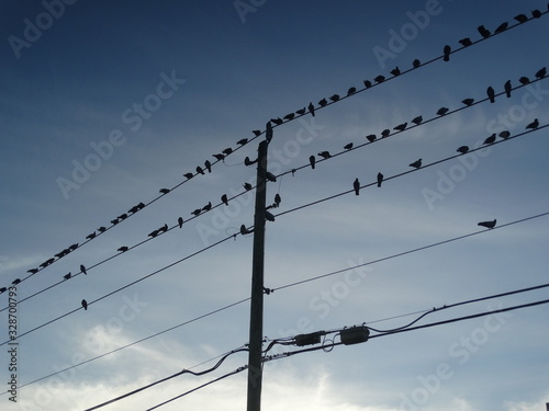flock of birds on powerlines #2