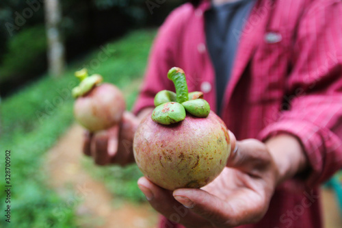 Organic Mangosteen from Keereewong, southern of Thailand.  photo