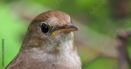 The thrush nightingale (Luscinia luscinia), also known as the sprosser, is a small passerine bird the thrush family Turdidae. Closeup male thrush nightingale (Luscinia luscinia) singing. photo