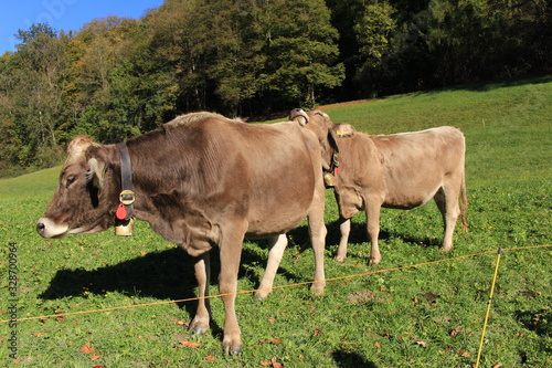 Cows with bells on green meadow in a sunny day in Liechtenstein, Europe. © RukiMedia