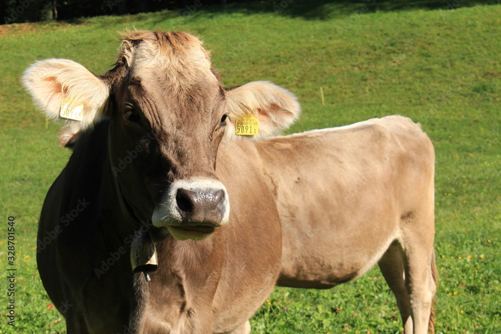 Cows with bells on green meadow in a sunny day in Liechtenstein, Europe.