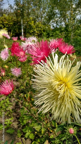 flowers in the garden