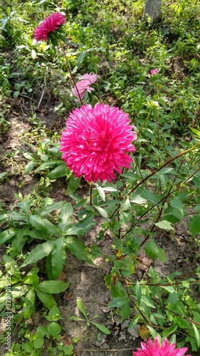flowers in the garden