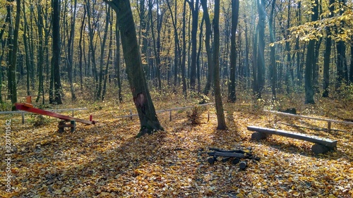 autumn in the forest