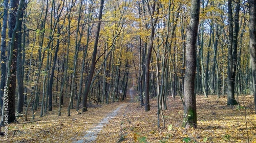 road in the autumn forest