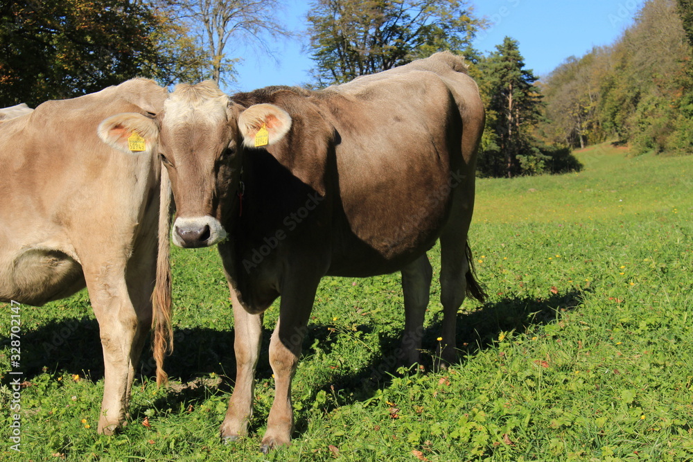 Fototapeta premium Cows with bells on green meadow in a sunny day in Liechtenstein, Europe.