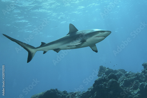 A Grey Reefshark observes the underwater photographer on a coral reef on Yap Island, Micronesia photo
