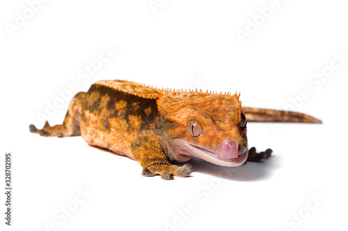 Female crested gecko isolated on white background