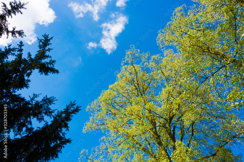 Obraz premium Drzewa na tle nieba