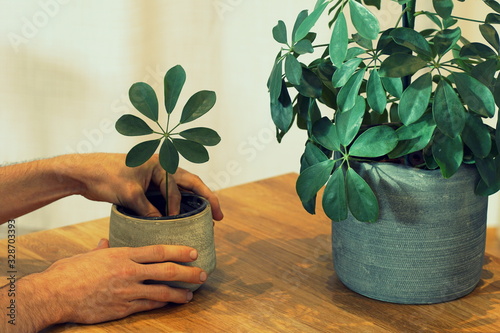 Planting a tropical plant (schefflera) scion  in a pot photo