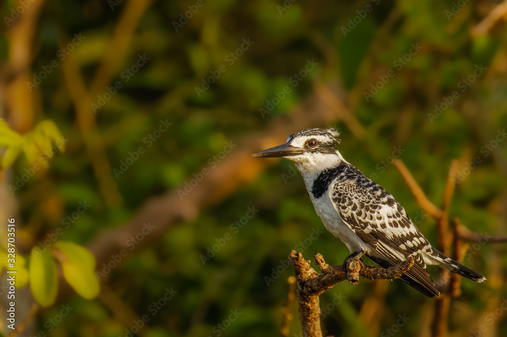 Obraz premium A female Pied Kingfisher (Ceryle rudis) sitting on a branch above the Nile, Murchison Falls National Park, Uganda.