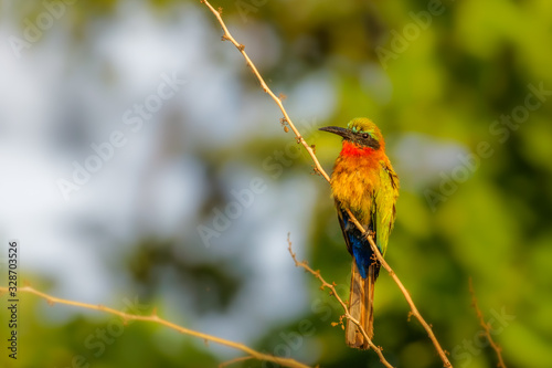 The red-throated bee-eater (Merops bulocki) sitting on the branch, Murchison Falls National Park, Uganda. photo