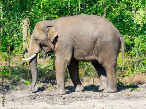 Young Asian elephant bull in a foresty enclosure