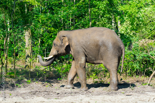 Young Asian elephant bull in a foresty enclosure