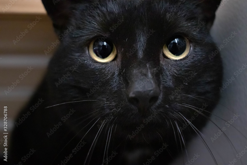 Black rescue cat close-up - looks into the camera at the animal shelter