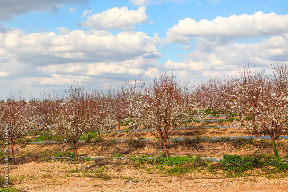 Blooming spring almond orchard. Flowering branches of a trees with fluffy white and pink flowers. Beautiful landscape with blue sky and tender clouds. Springtime in Israel 