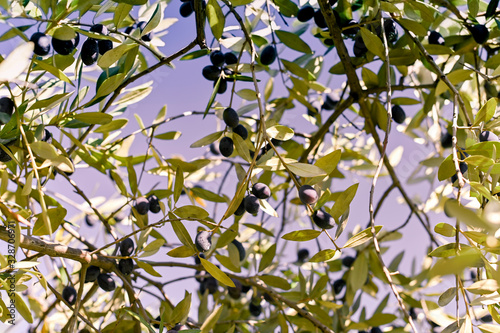Olives on the branches in the garden. Sunlight through the leaves. Sunny Italian gardens. Selective focus in the frame. branches are out of focus. Copy space. Horizontal