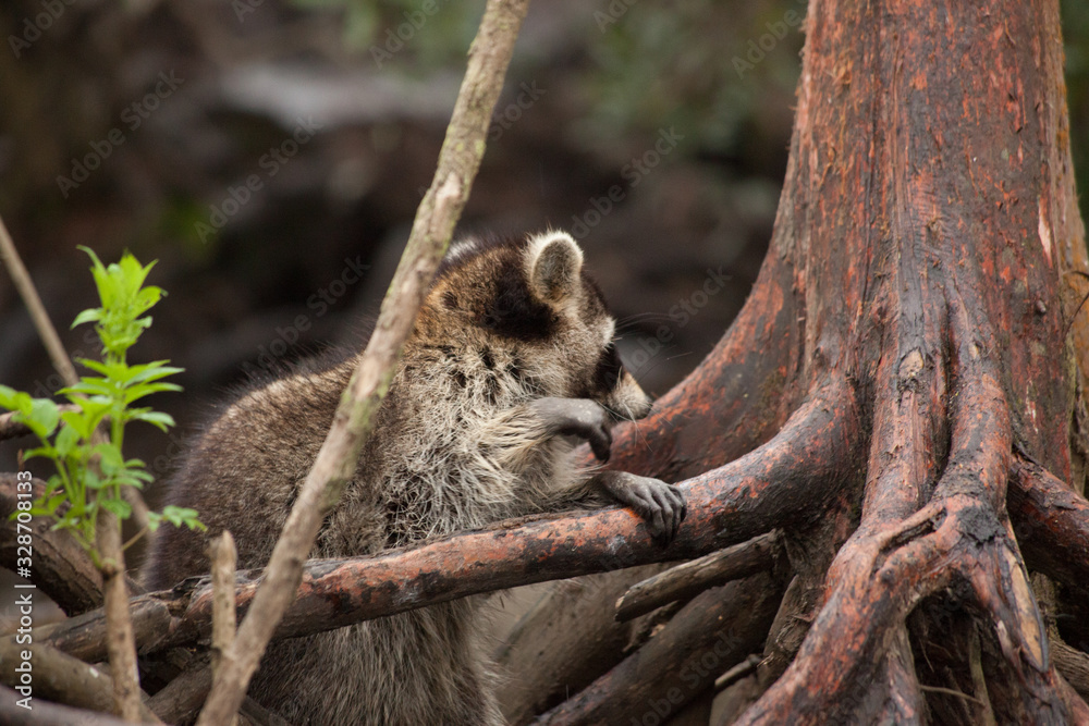 Racoon in a tree