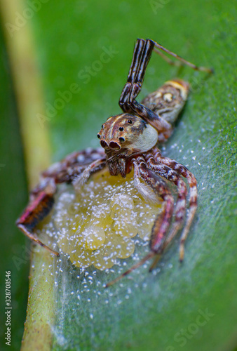 reverse macro photography