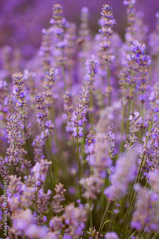 Field of purple lavender Field of purple lavender
