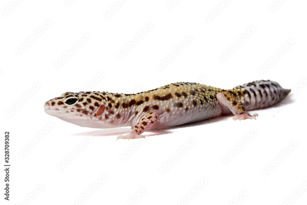 Naklejka premium Leopard gecko isolated on a white background