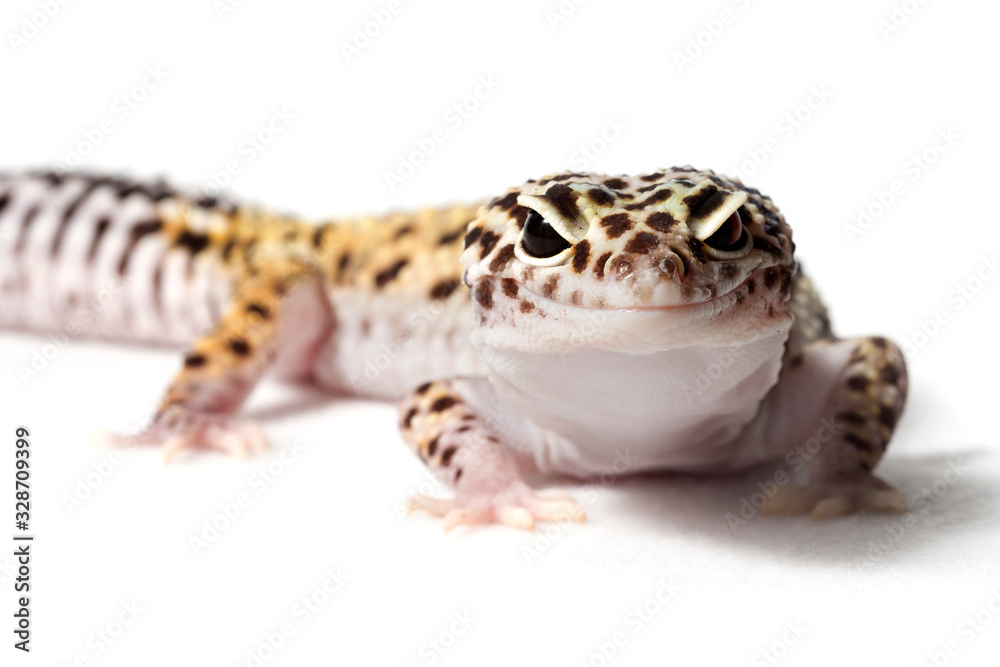 Naklejka premium Leopard gecko isolated on a white background