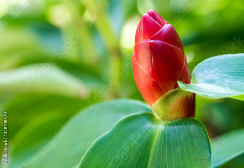 Freshness Flower pot of Indian Head Ginger on natural background photo