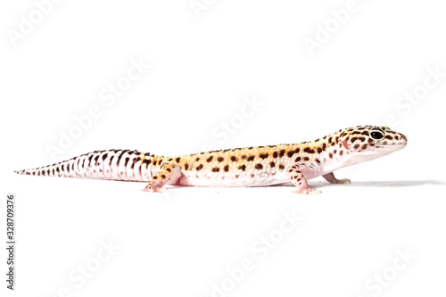 Leopard gecko isolated on a white background © marlonnekew