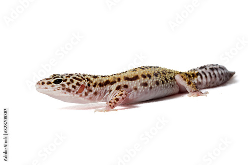 Leopard gecko isolated on a white background © marlonnekew