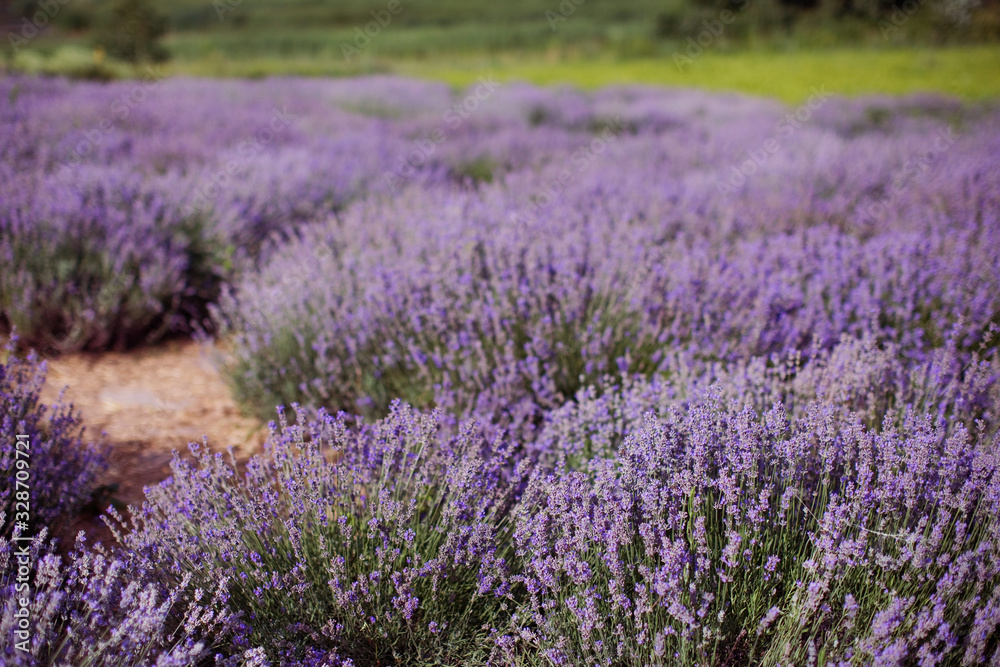 Field of purple lavender.