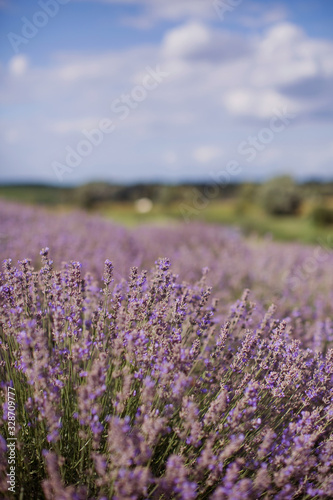 Field of purple lavender.