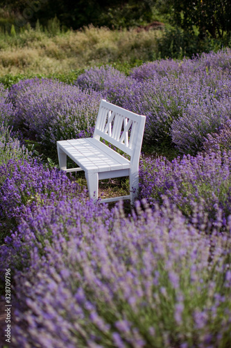 White wooden bench at lavender field.