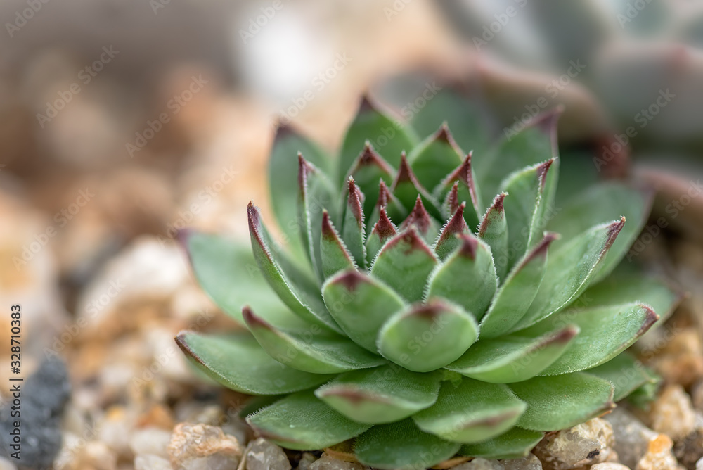 Lovely succulent plant in botanical garden Lovely succulent plant in botanical garden