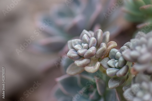 Lovely succulent plant in botanical garden