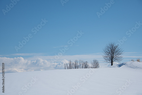 美瑛冬の丘 © 大西 親文