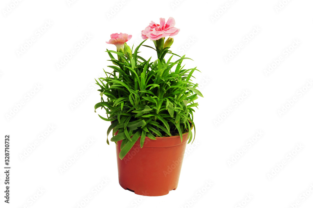 Carnation Carnation