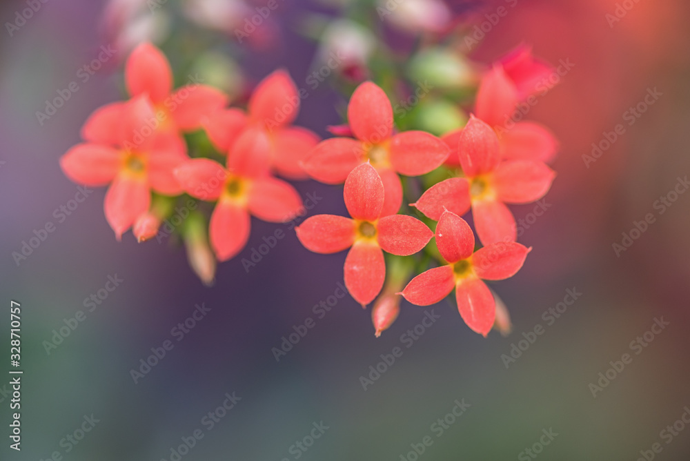 Wild flowers with red flowers
