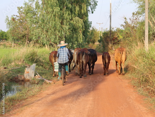 Rural people who raise cows are supplementary occupations after finishing rice cultivation.