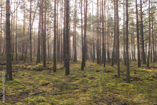 Przedwiośnie. Mglisty poranek w so0snowym lesie. © boguslavus
