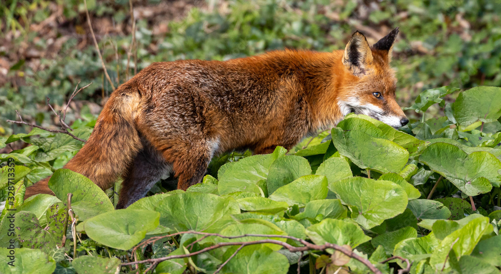 Obraz premium Red Fox