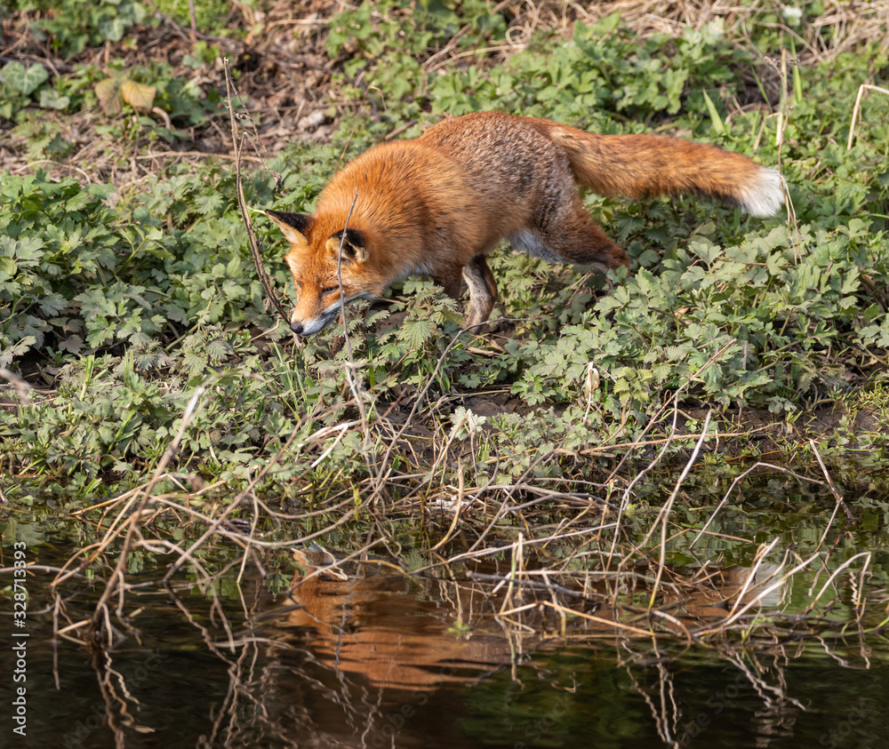Red Fox Red Fox