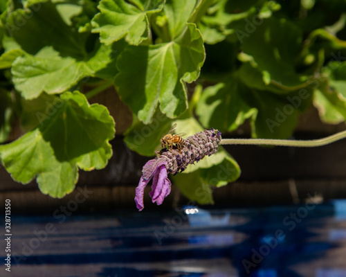 Honey Bees photo