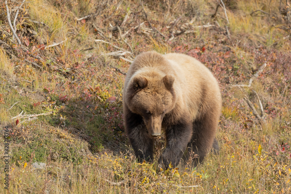 Grizzly Bear in Denali National Park Alaska in Autumn